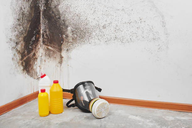 Best Fast Mold Removal  in Cassopolis, MI