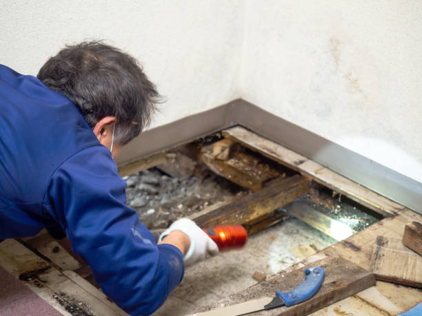 Best Toxic Mold Removal  in Cassopolis, MI