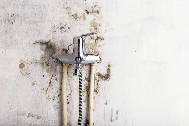 Best Mold Remediation Services  in Cassopolis, MI