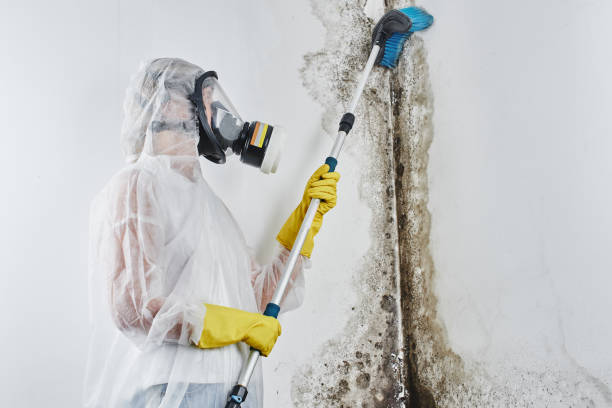 Best Certified Mold Removal  in Cassopolis, MI