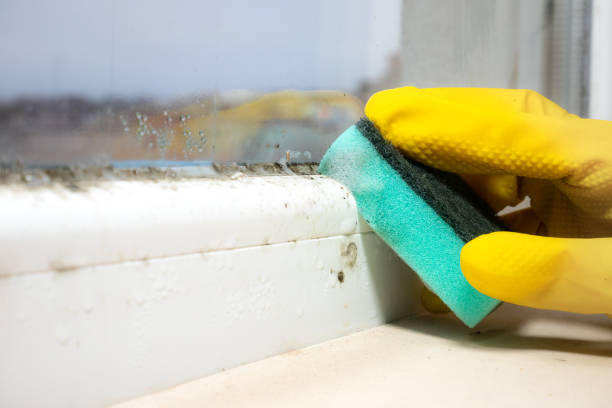 Best Mold Removal Near Me  in Cassopolis, MI