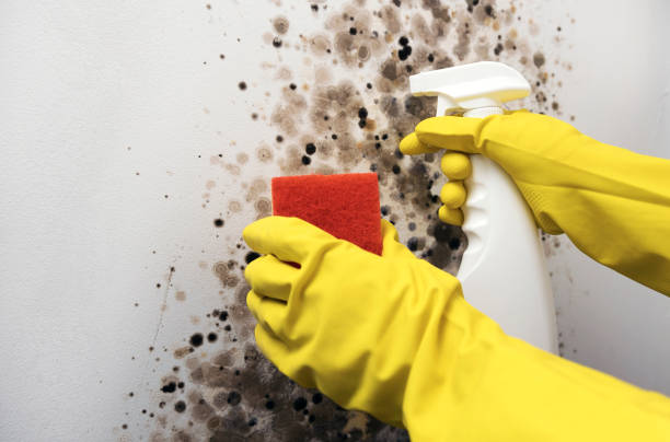 Best Mold Removal Near Me  in Cassopolis, MI