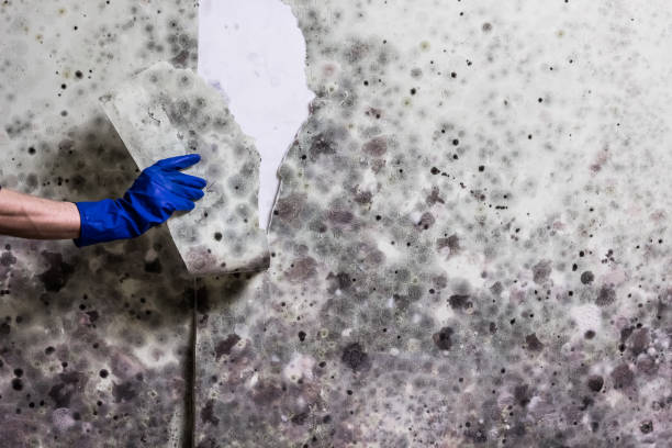 Best Certified Mold Removal  in Cassopolis, MI