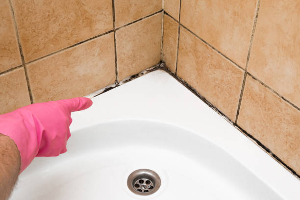 Best Office Mold Removal Services  in Cassopolis, MI