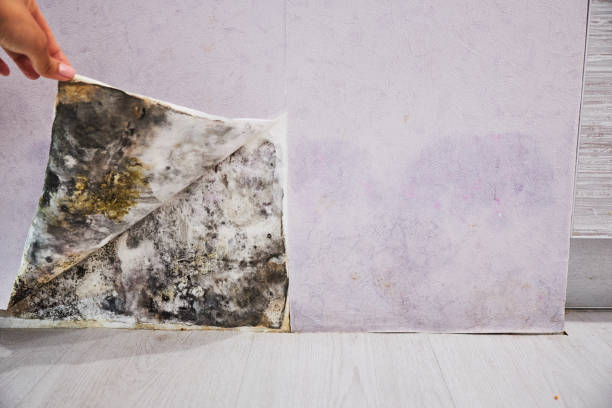 Trusted Cassopolis, MI Mold Removal Experts
